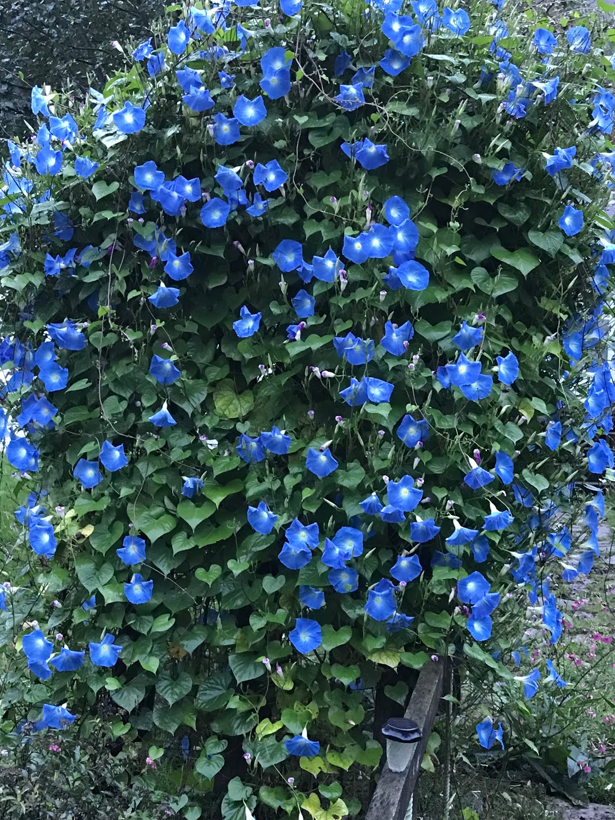 Morning Glories