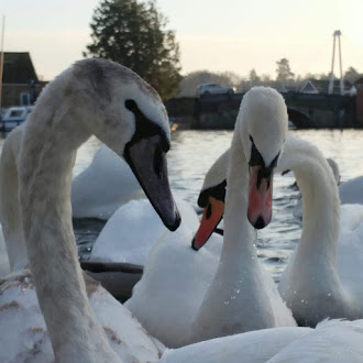 Hoveton and Wroxham Swan Colony