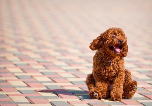 miniature poodle images