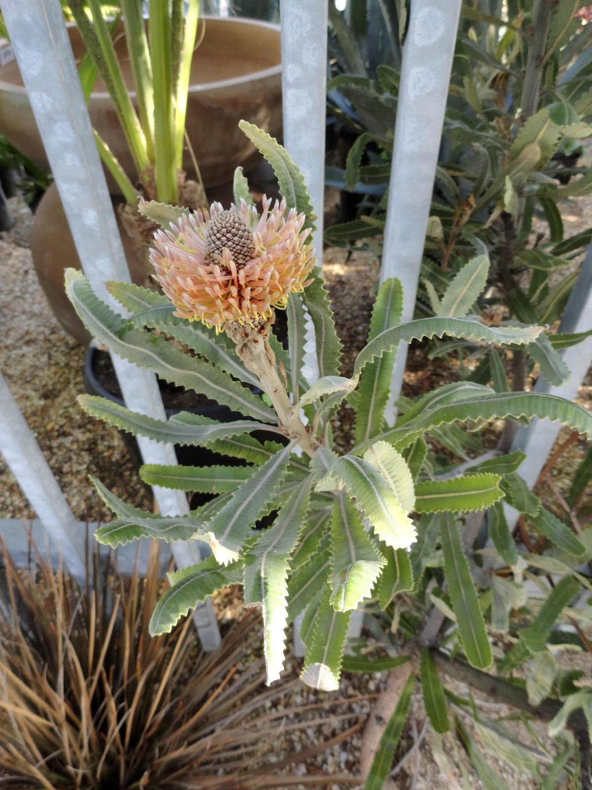 danger garden: Flora Grubb Gardens 2012 visit…