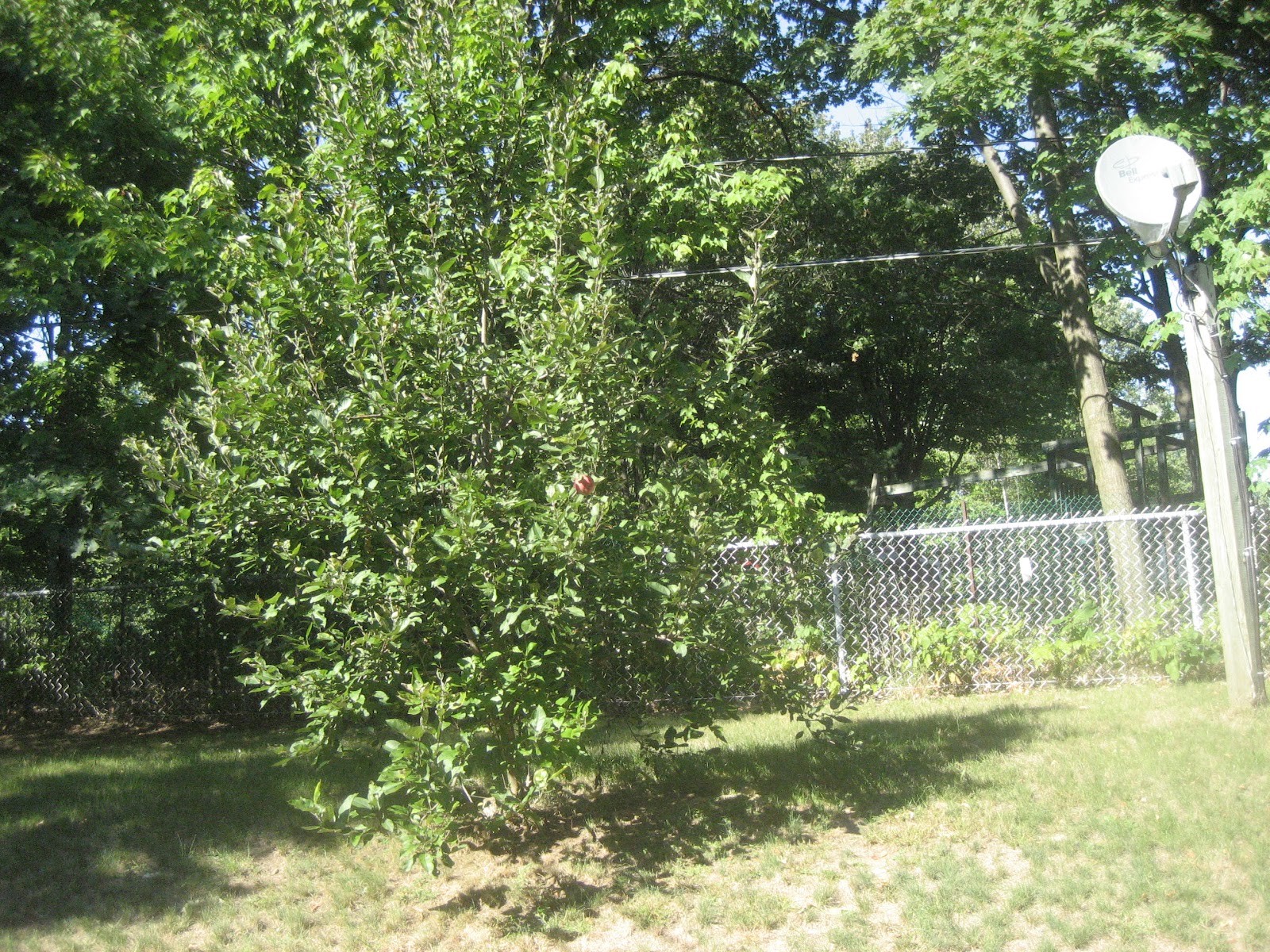 big apple tree