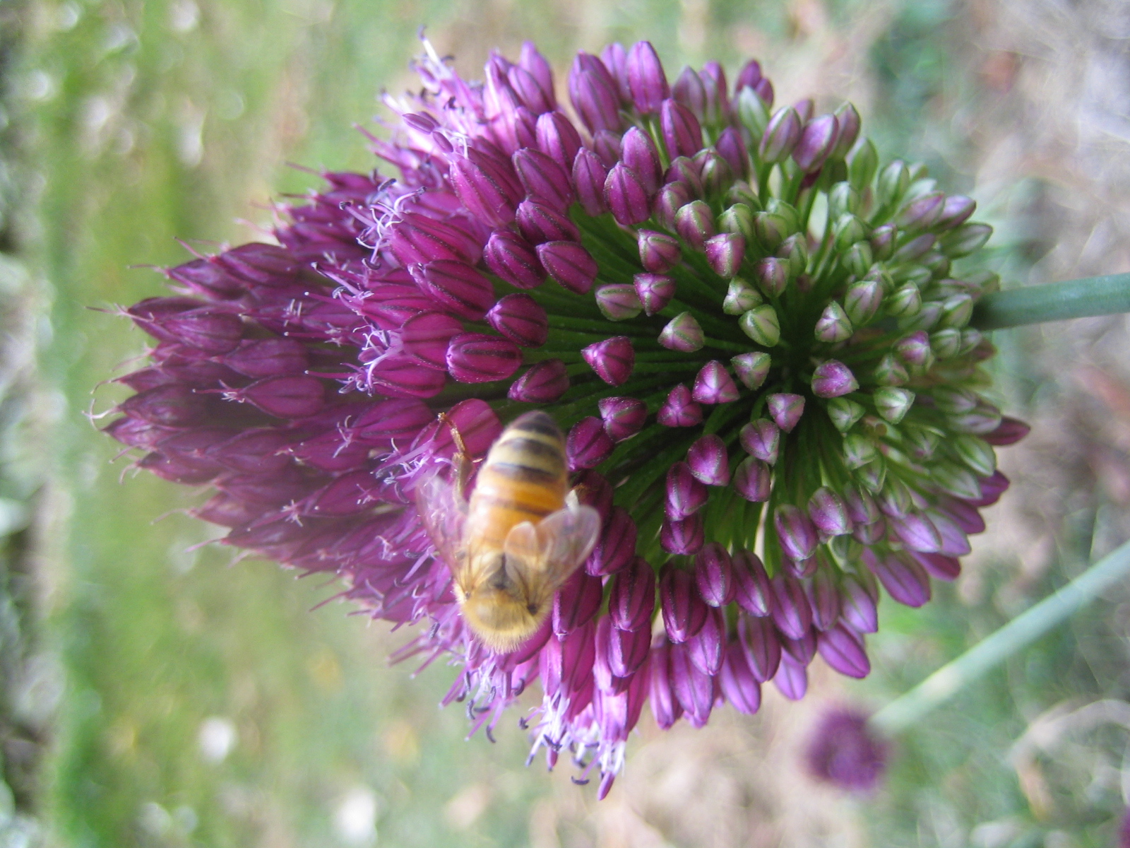 Beauty Of Flowers Allium Drumstick