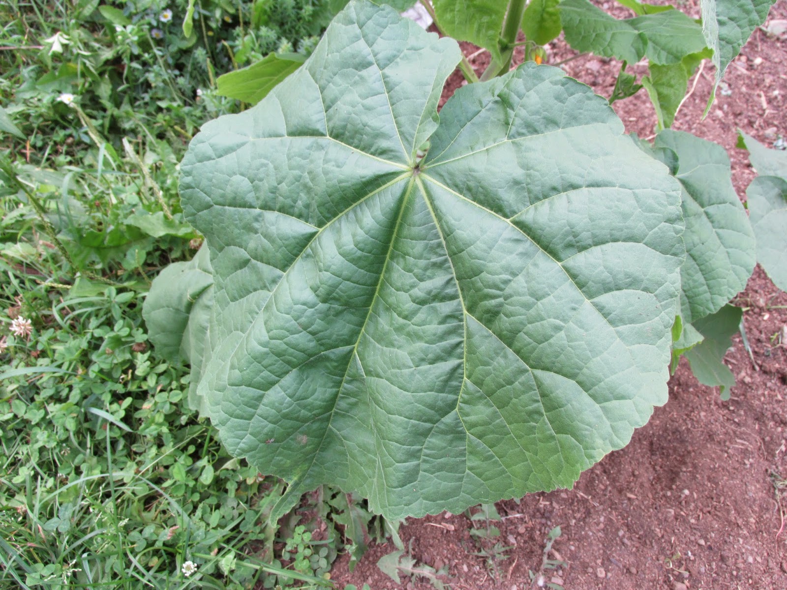 Velvet Leaf:  Abutilon theophrasti