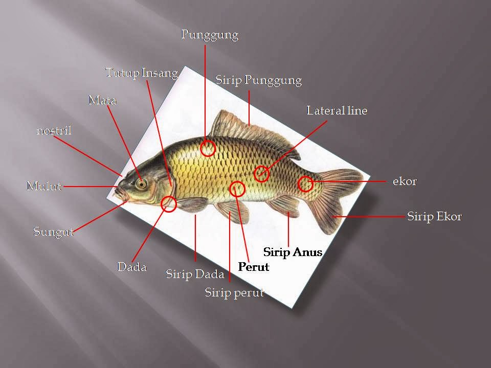 KOMUNITAS PENYULUH PERIKANAN: ANATOMI DAN FISIOLOGI IKAN