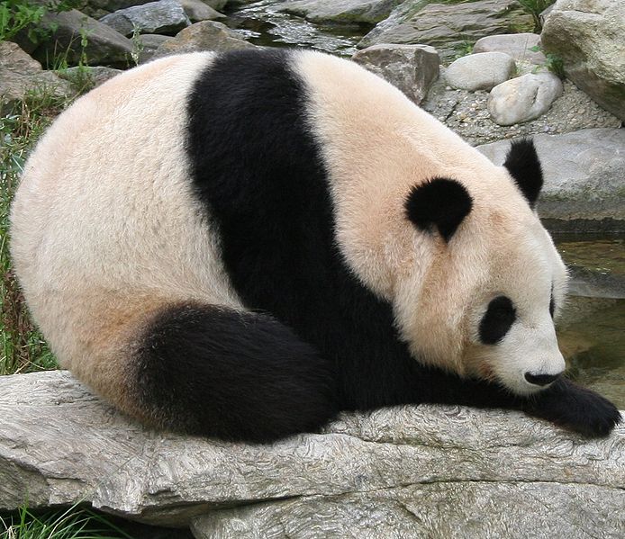 panda A chubby