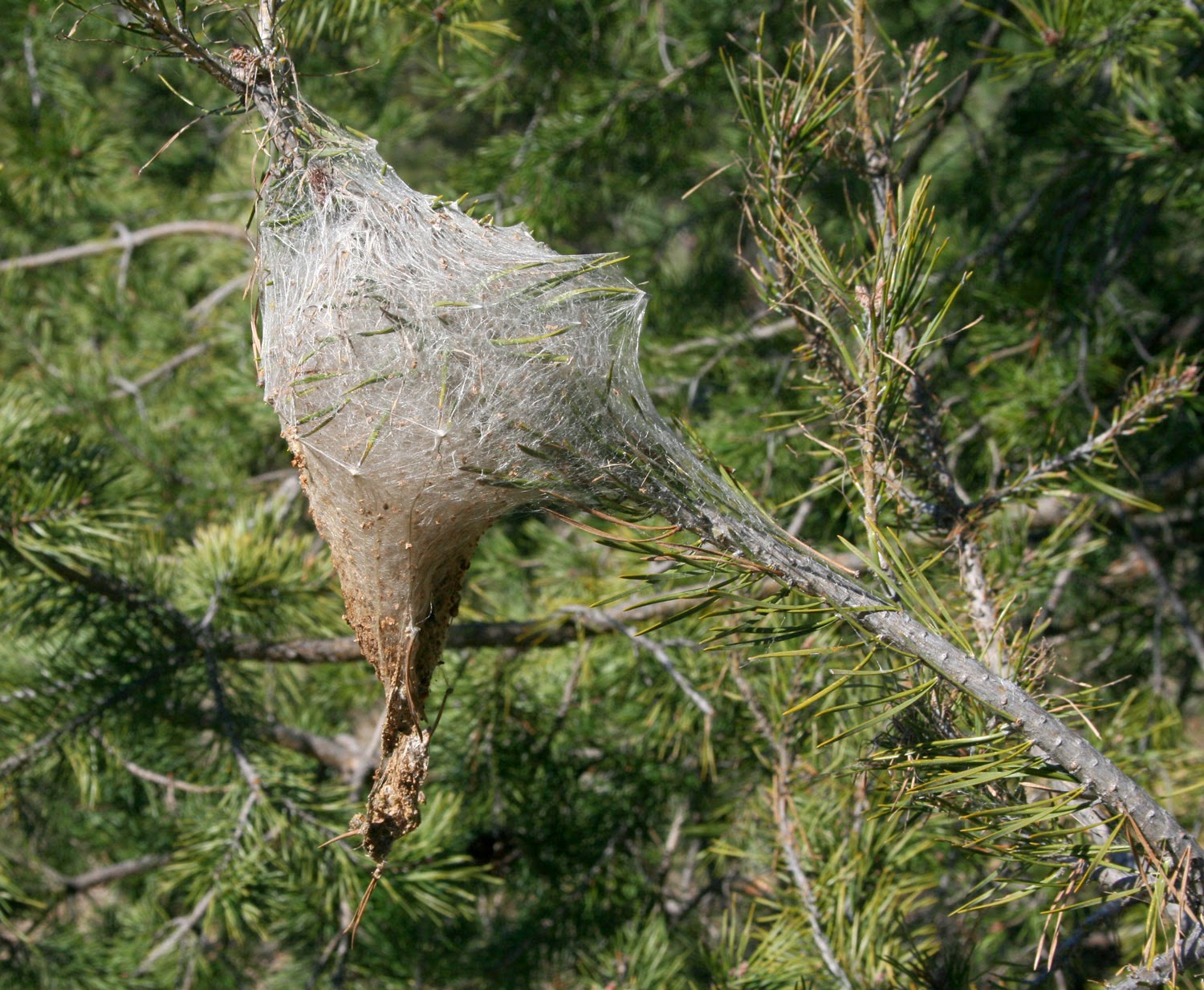 A huge solid mass of spider web A huge solid mass of spider web