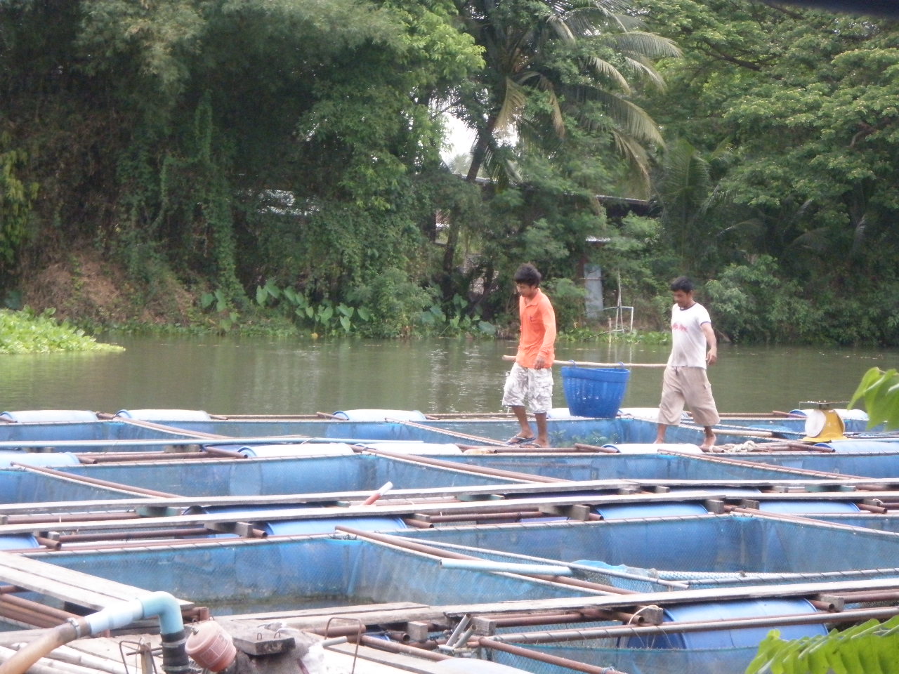 SEATKU tilapia in cages