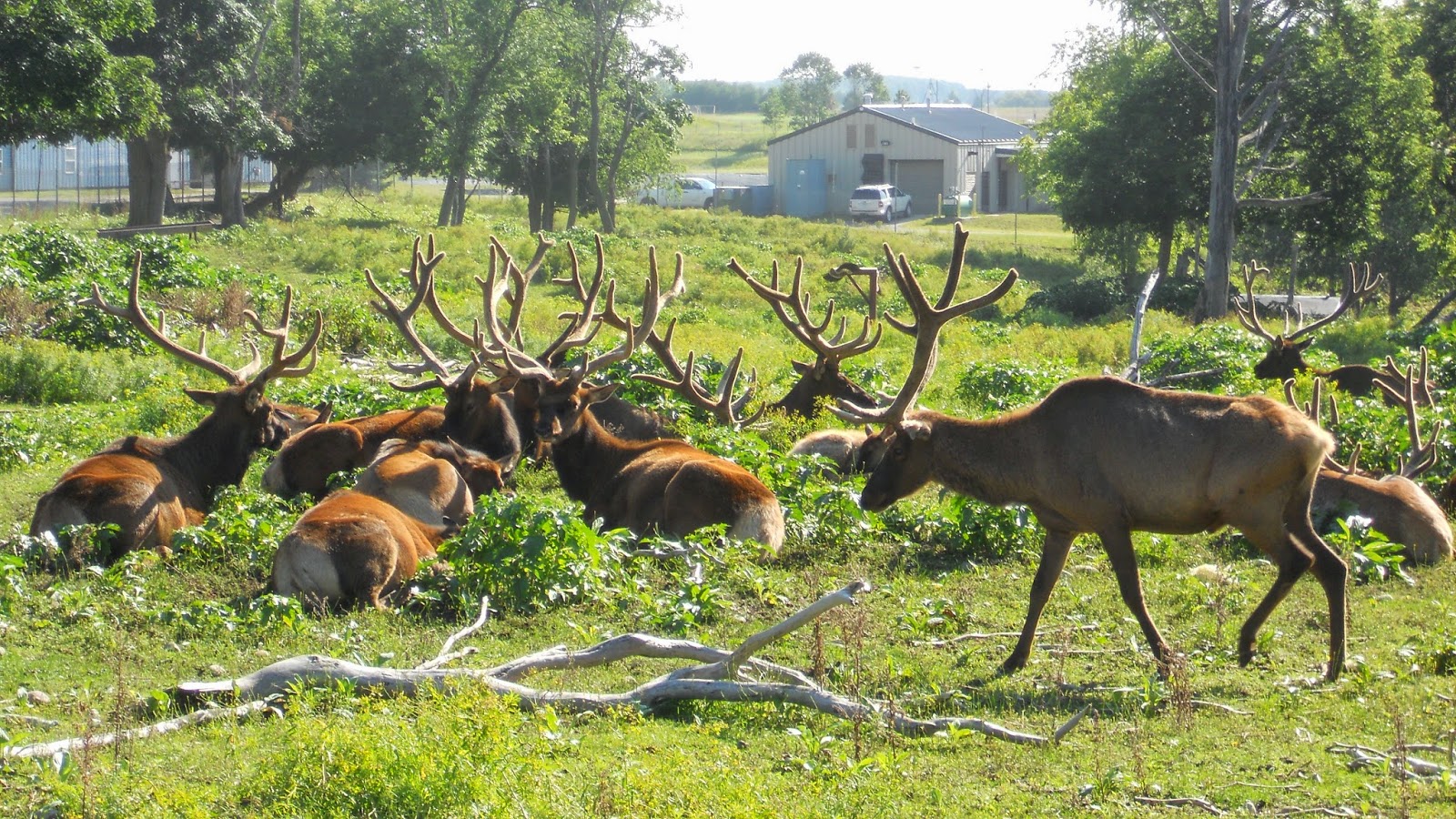 Gaylord's Elk Park