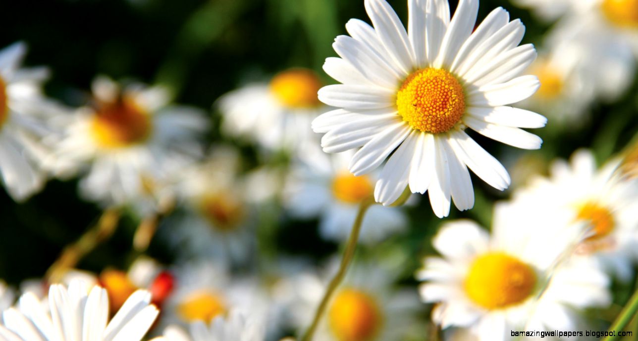 48 Types of White Flowers ProFlowers Blog 48 Types of White Flowers ProFlowers Blog