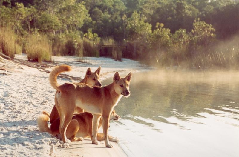 Dog Island Camping Pets Dog Island Camping Pets