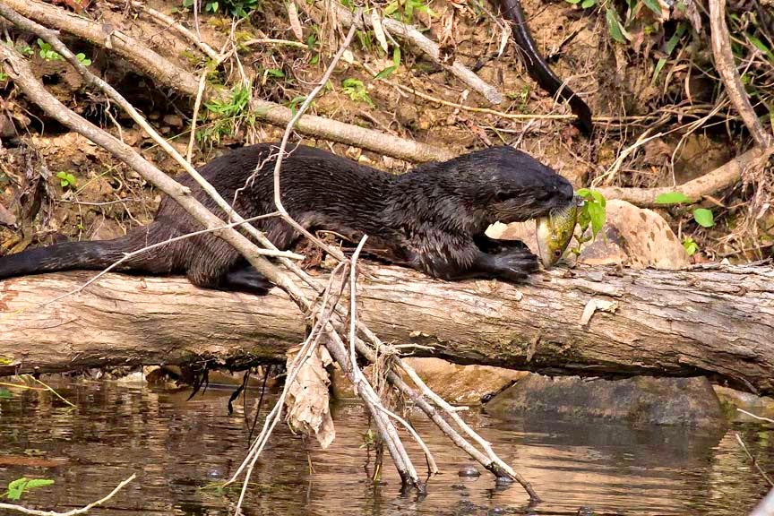 Arkansas Wildlife Photography Buffalo River Otter