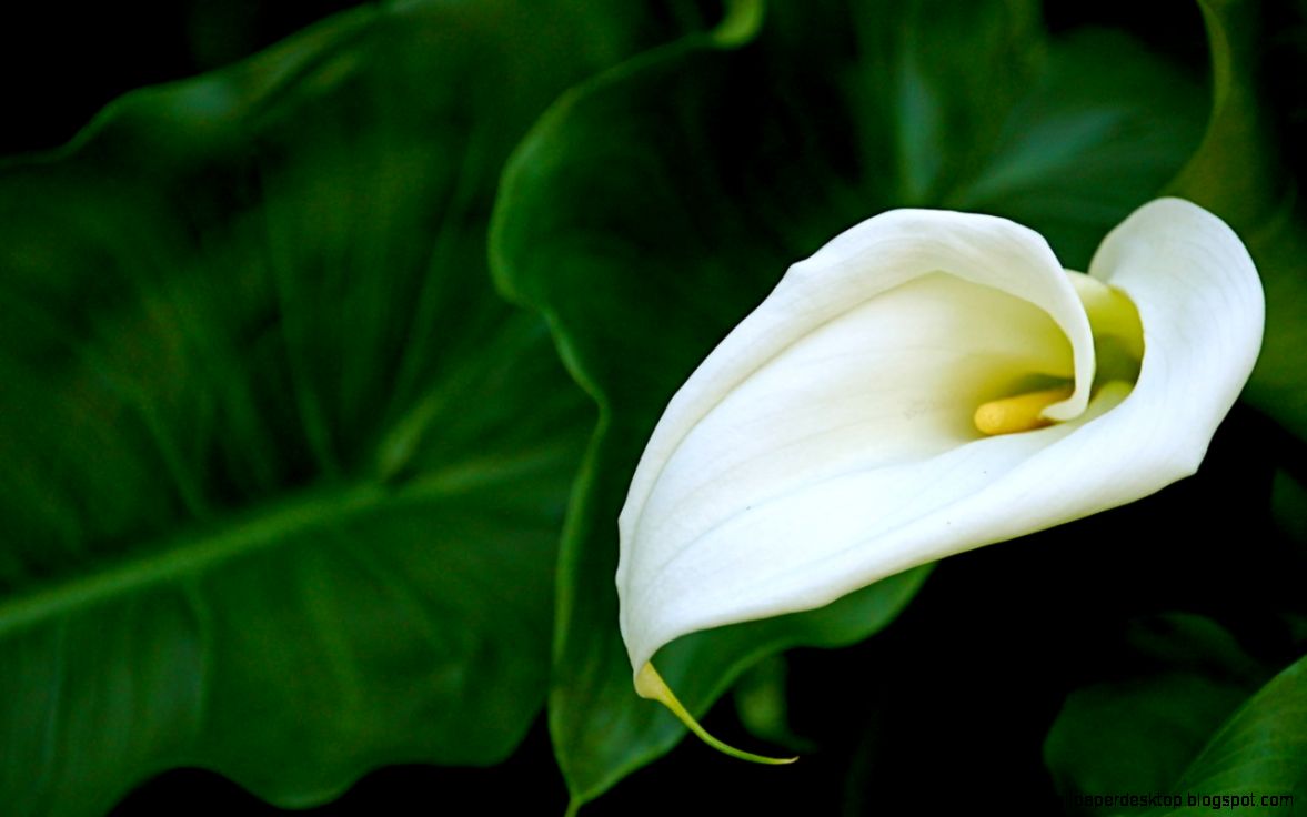 Calla Lily Calla Lily