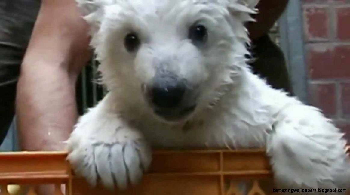 Cute Baby Polar Bear Learns To Walk Vidds Cute Baby Polar Bear Learns To Walk Vidds