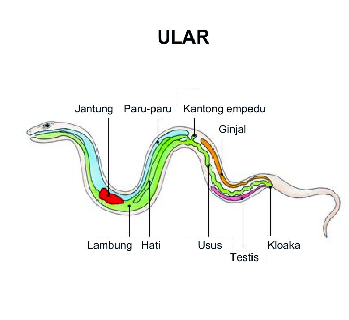 Pernafasan pada Hewan ALFIYANIZERZ