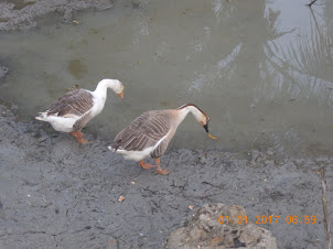 A pair of geese that also do a "Watchdog's Duty" for the village house.