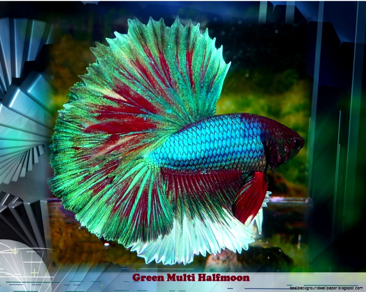 Betta Fish Colors And Patterns 91016 Betta Fish Colors And Patterns 91016
