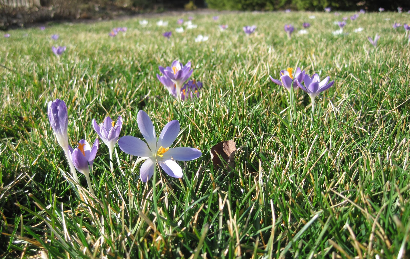 Planting Crocuses in the lawn