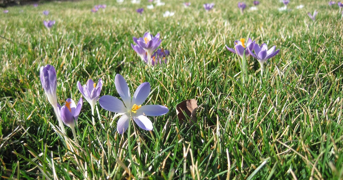 Planting Crocuses in the lawn