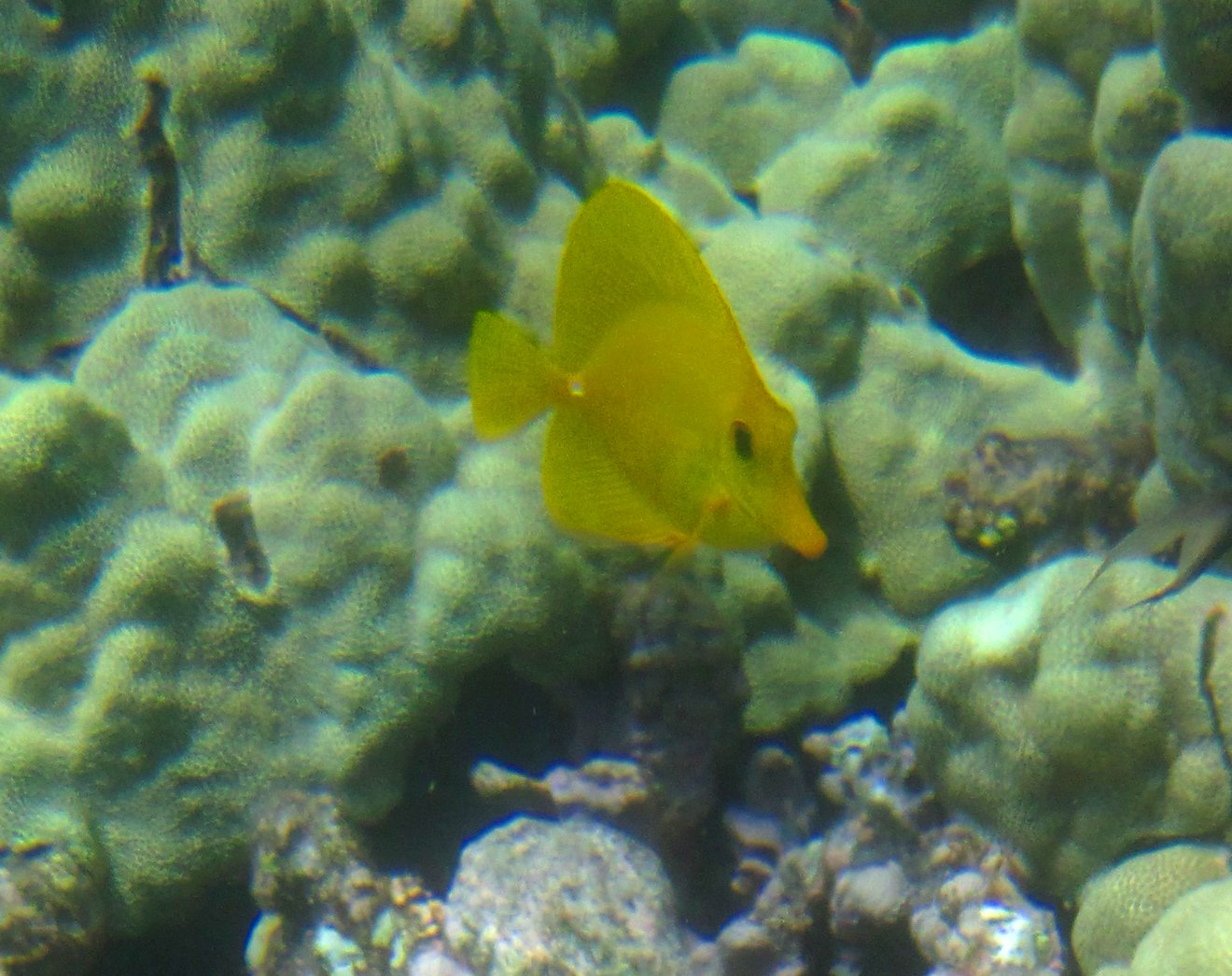 Kona Snorkeling, Fish Watching and Other Adventures Beach 69, Dude.