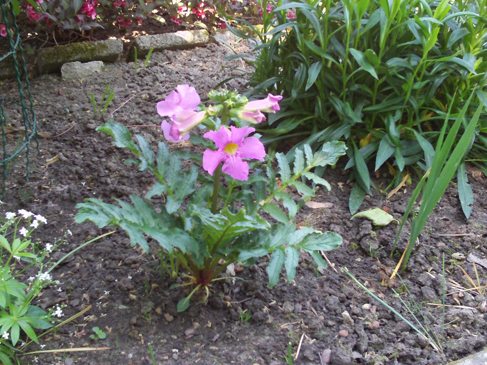 Blühender Farn (Incarvillea ) Gartenelfe
