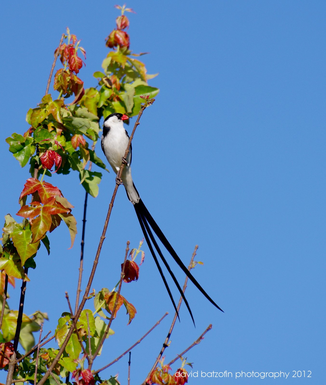 pin tailed whydah