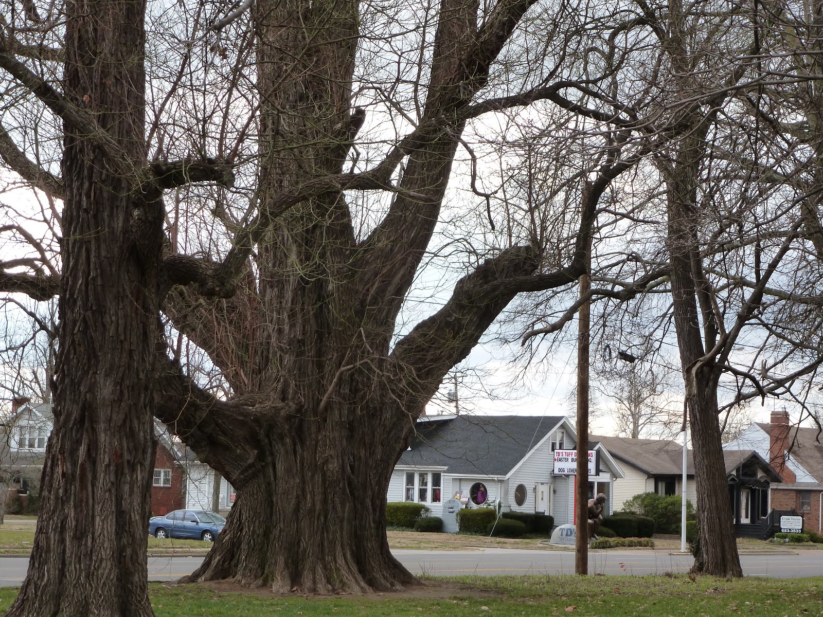 Kentucky Travels Giant Sassafras Tree Owensboro