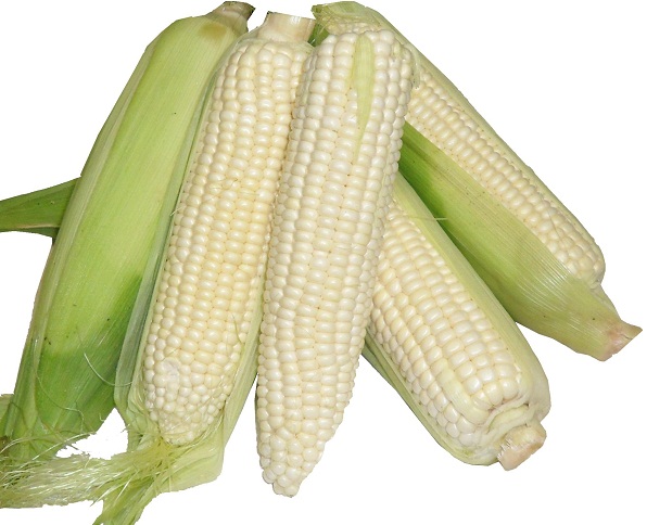 da to promote white corn to Easy homemade white corn tortillas are so easy to make & taste better than anything you'll find in the store they are the perfect addition to your dinner i love. da to promote white corn to Easy homemade white corn tortillas are so easy to make & taste better than anything you'll find in the store they are the perfect addition to your dinner i love.