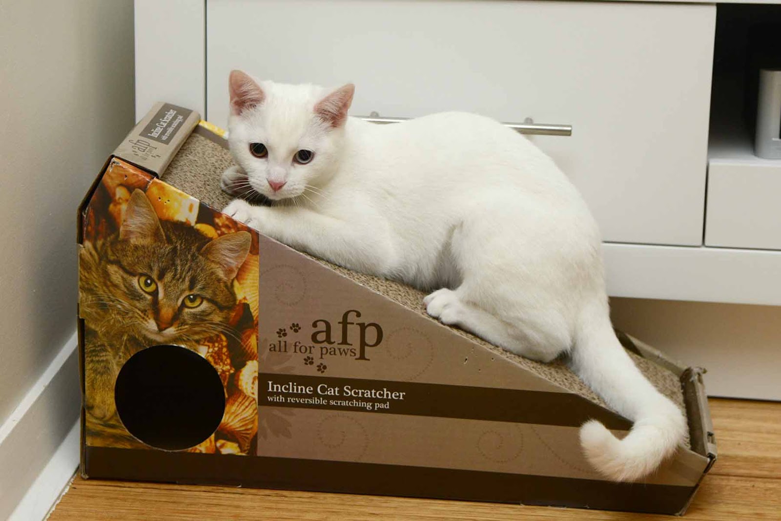 Small Animal Talk Environmental enrichment for the apartmentdwelling cat