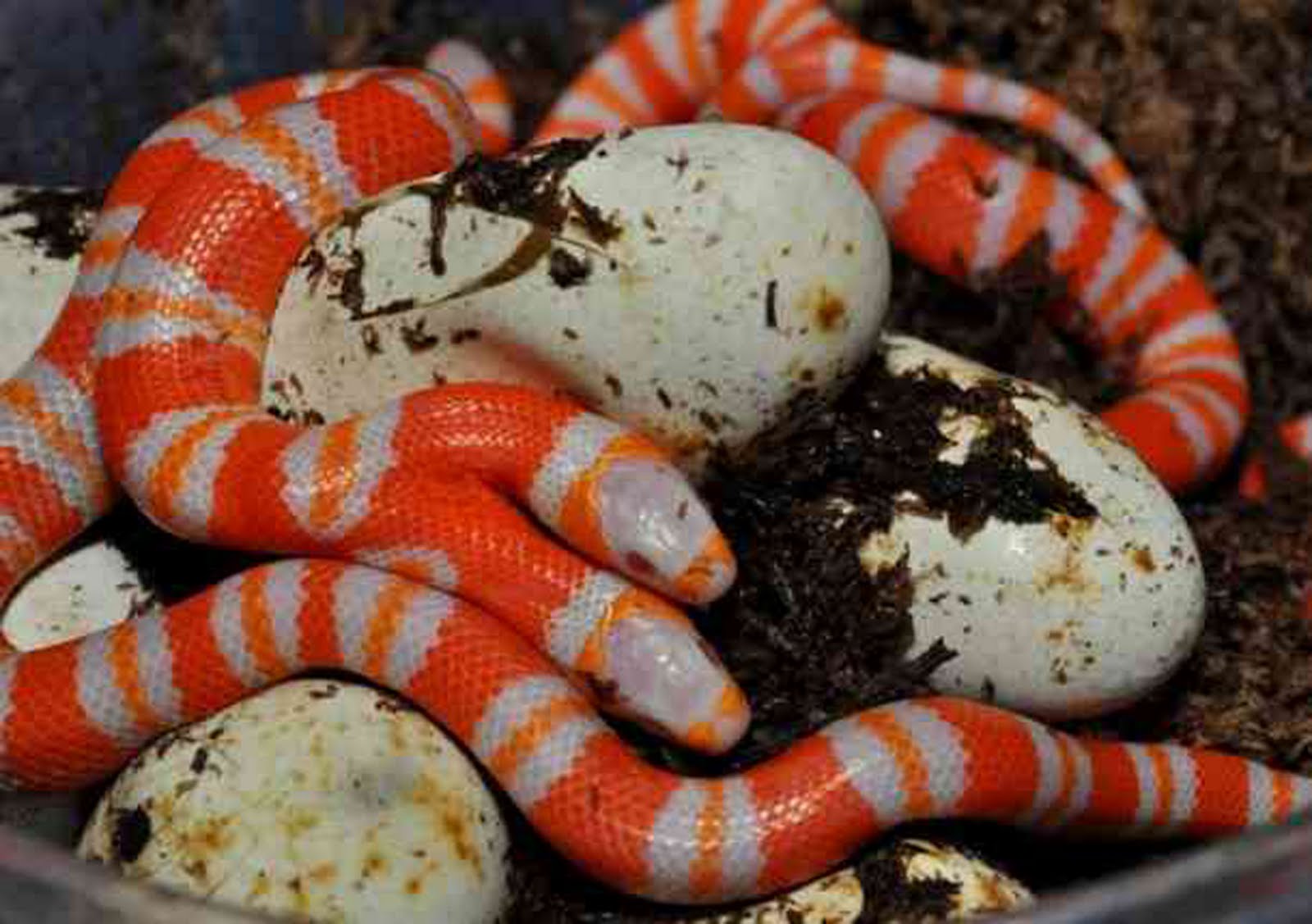 CRIATURAS Y HUMANOIDES NACE HERMOSA SERPIENTE DE DOS CABEZAS