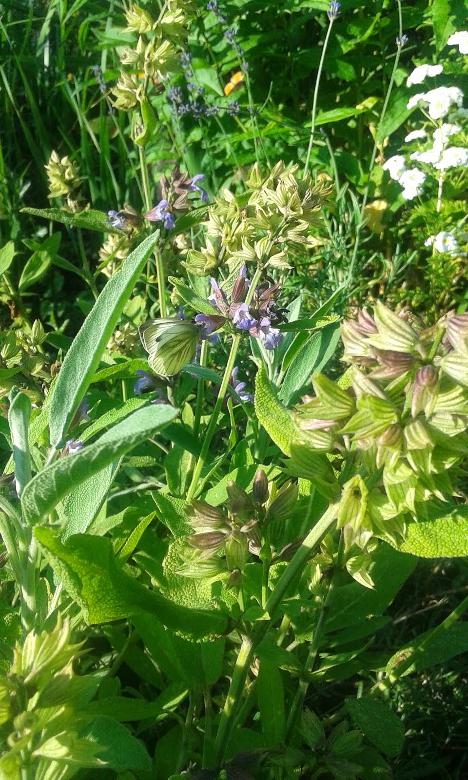 Sage Butterfly