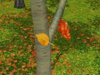 deciduous-leaffall