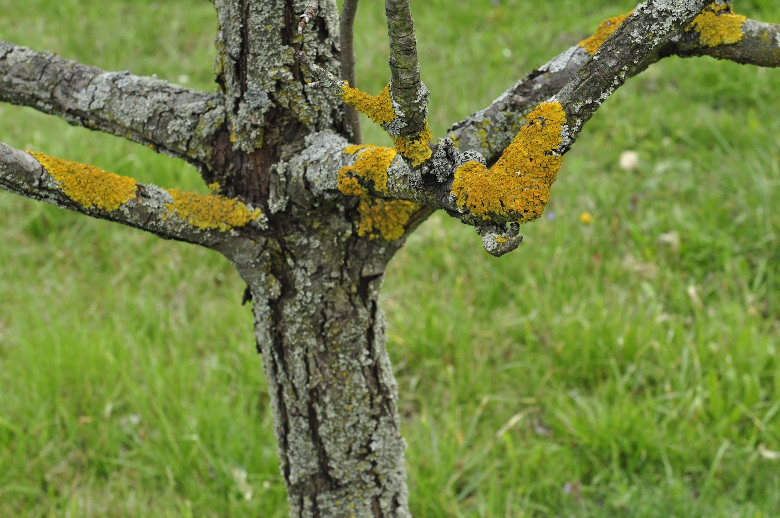 Everything is possible, impossible just takes a while longer. Lišaji...