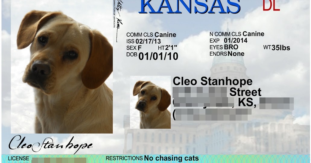My Empty Nest Adorable Licenses From My Pet DMV