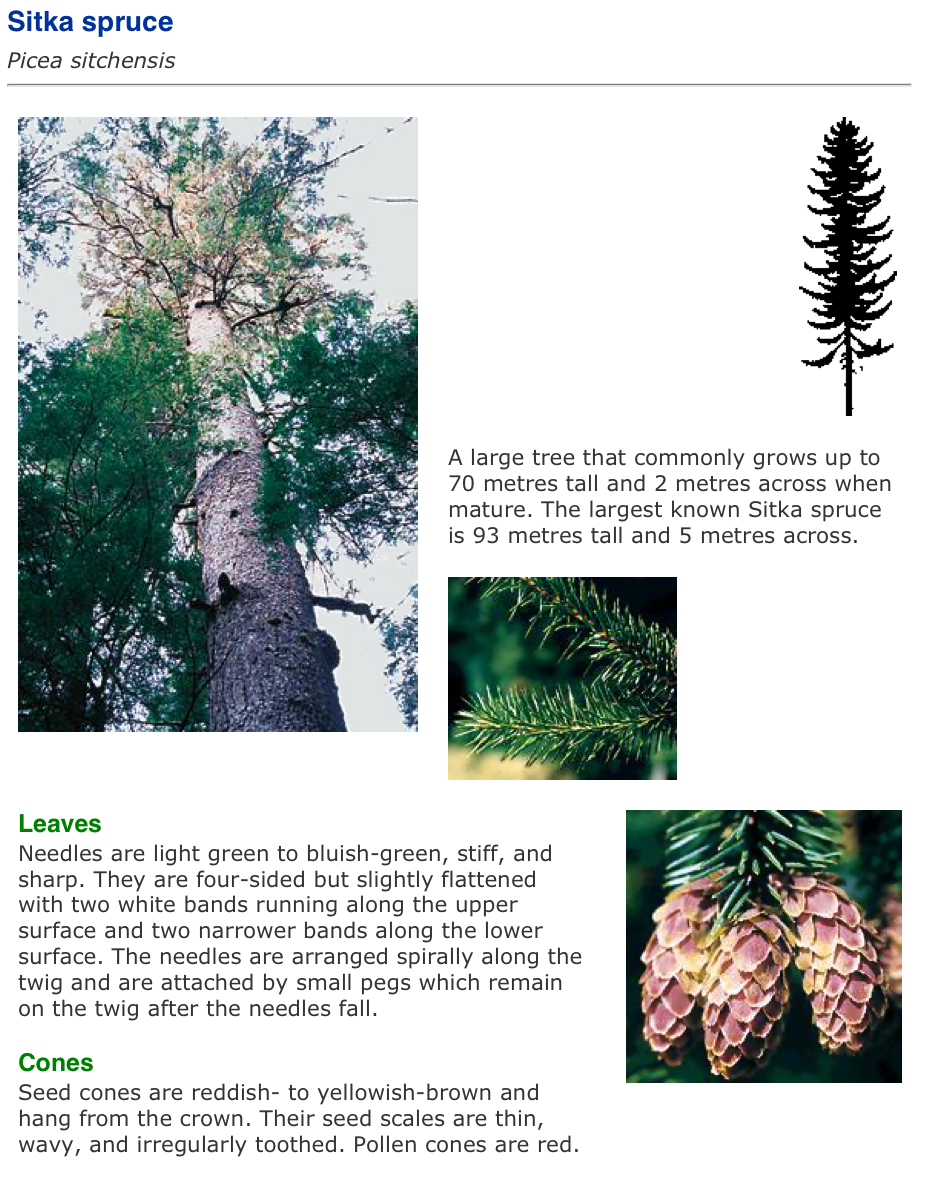 vancouver island big trees identify trees pine tree identification chart