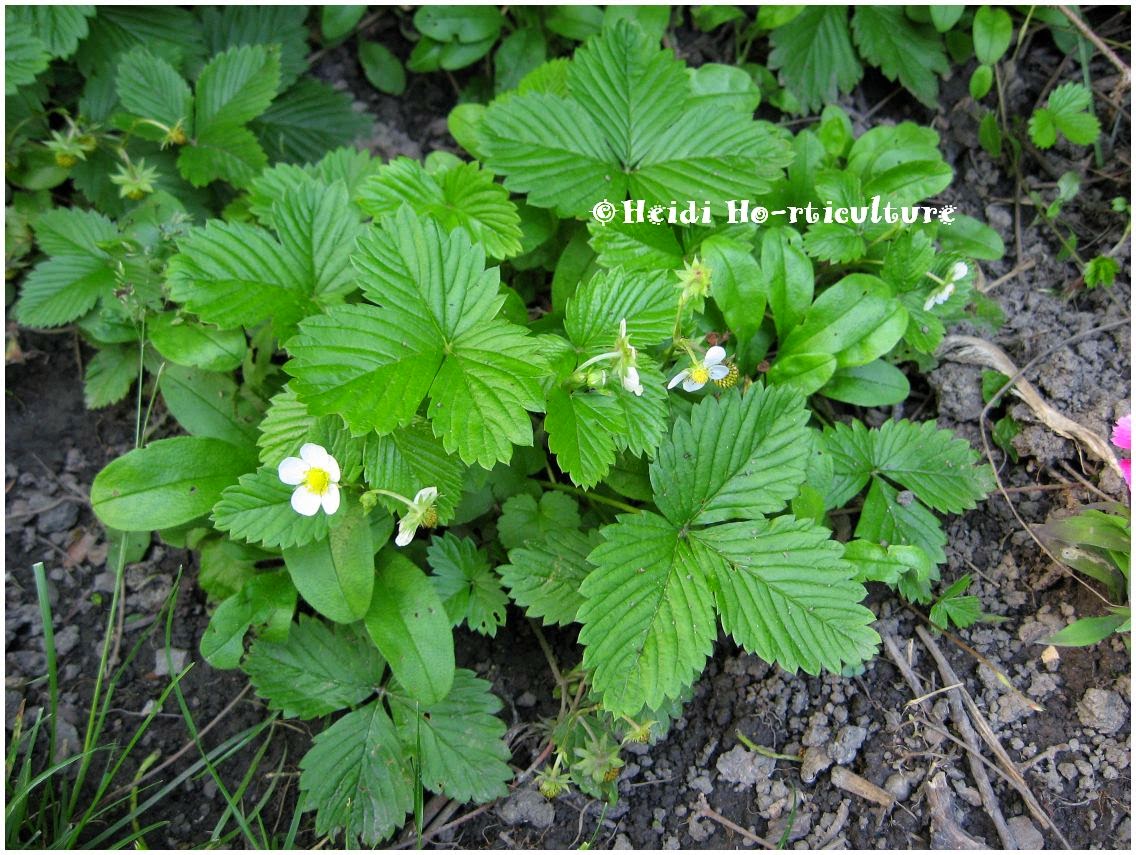 Heidi Horticulture Fragaria (Strawberry) Stolons (Runners)