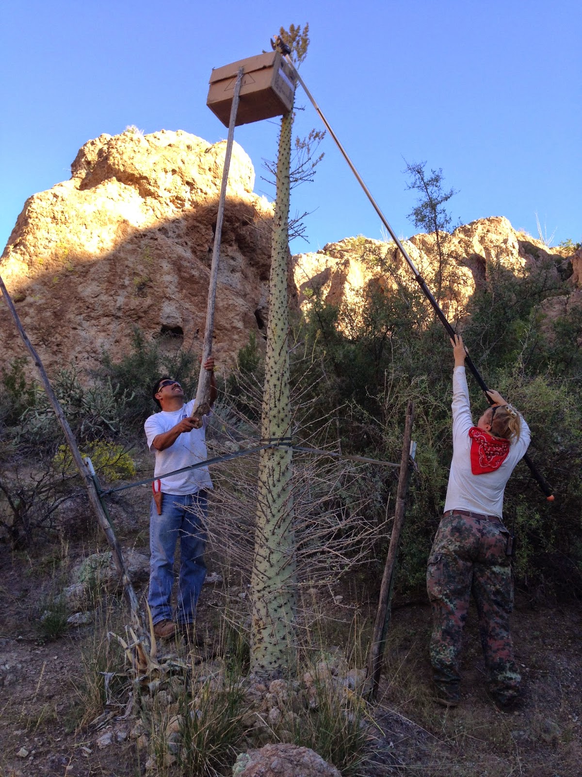 Boyce Thompson Arboretum A Boojum seed harvesting adventure
