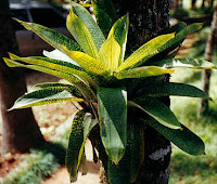 bromelia epífita