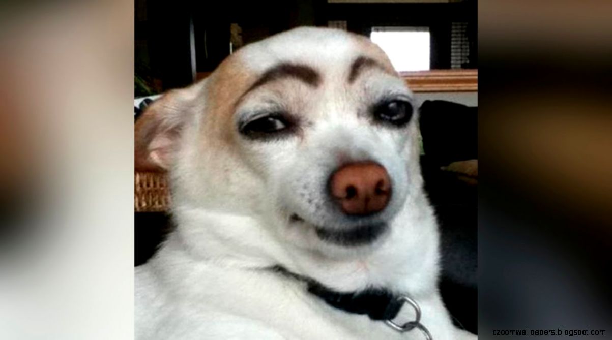 The coolest and the most hilarious funny dog videos ever The coolest and the most hilarious funny dog videos ever