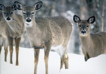 Deep Snow And White-Tail Deer Mortality - - The Adirondack Almanack