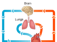 Cardiovascular System Diagram Cardiovascular System Diagram