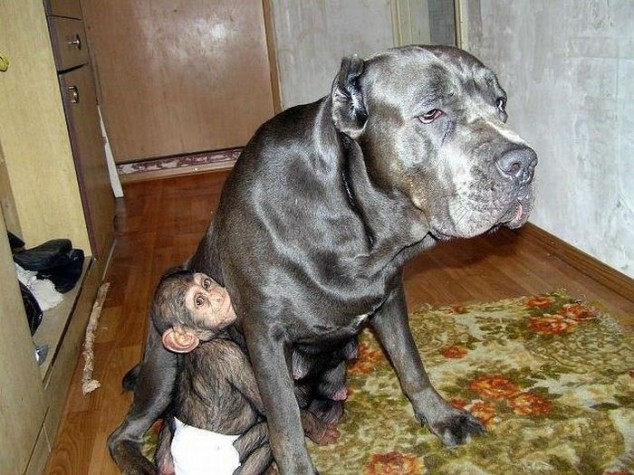 baby chimpanzee adopted by dog, cute baby chimp, dog adopted baby monkey