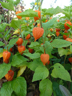 Highhill Homeschool: Chinese Lantern Flowers