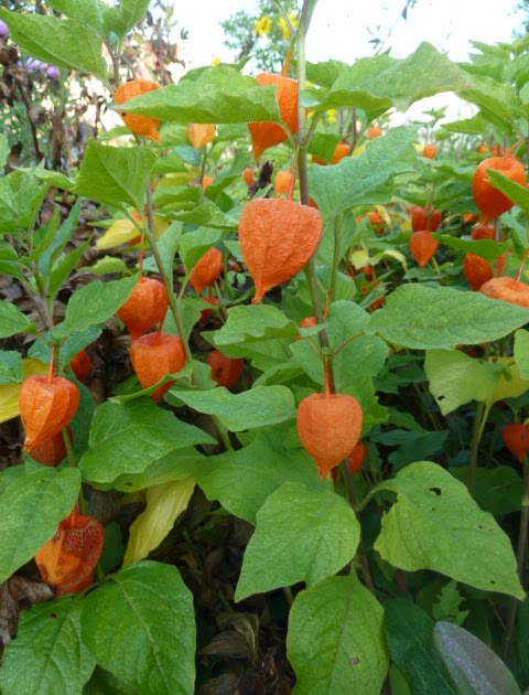 Highhill Homeschool: Chinese Lantern Flowers