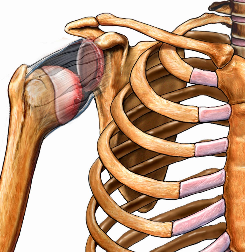 Shoulder and Elbow Surgery Dislocated Shoulder Patient education