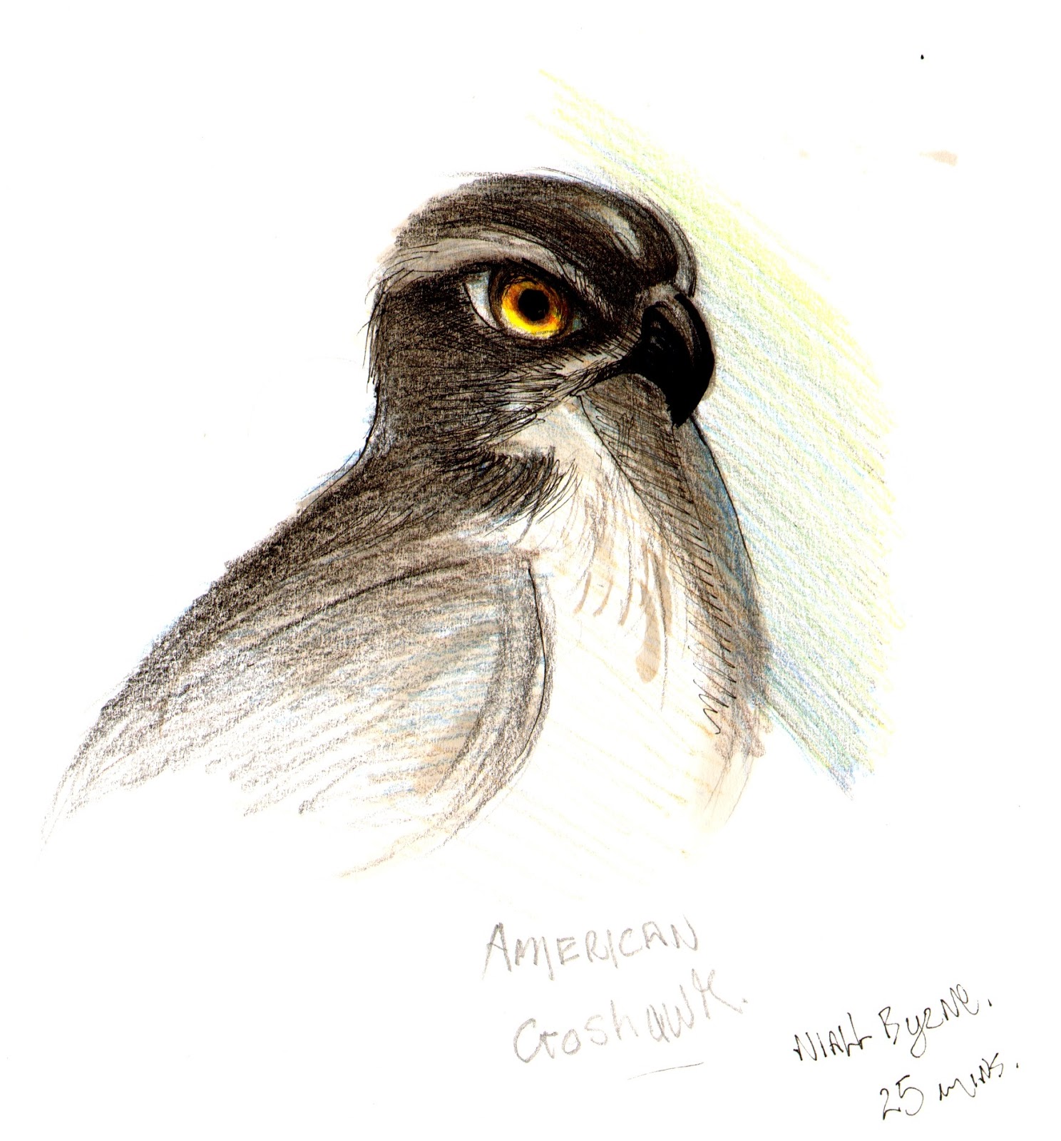 a study on the quail In this study, hypo- and hyper-reproductive conditions, as measured by concentrations of plasma testosterone in male japanese quail held on long days ld 16:8, were experimentally simulated. a study on the quail In this study, hypo- and hyper-reproductive conditions, as measured by concentrations of plasma testosterone in male japanese quail held on long days ld 16:8, were experimentally simulated.