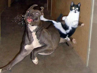 Funny Animal Fights