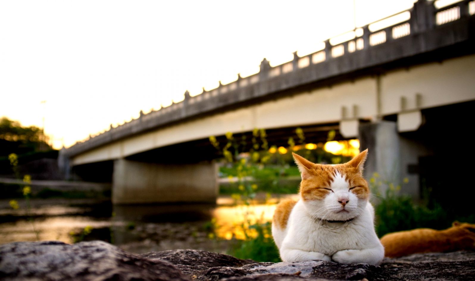Walls4Joy Daydreaming cat bridge cute sunset desktop and mobile Walls4Joy Daydreaming cat bridge cute sunset desktop and mobile