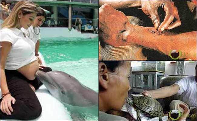 10 Pengobatan Teraneh menggunakan bantuan Binatang 10 Pengobatan Teraneh menggunakan bantuan Binatang