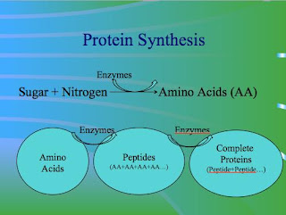 Proteina Hidrolisada