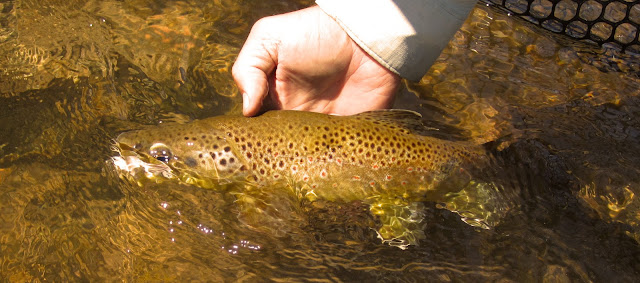 Brown+Trout.jpg